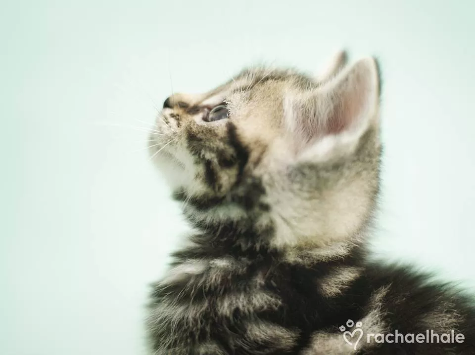 Пушистый мир Rachael Hale