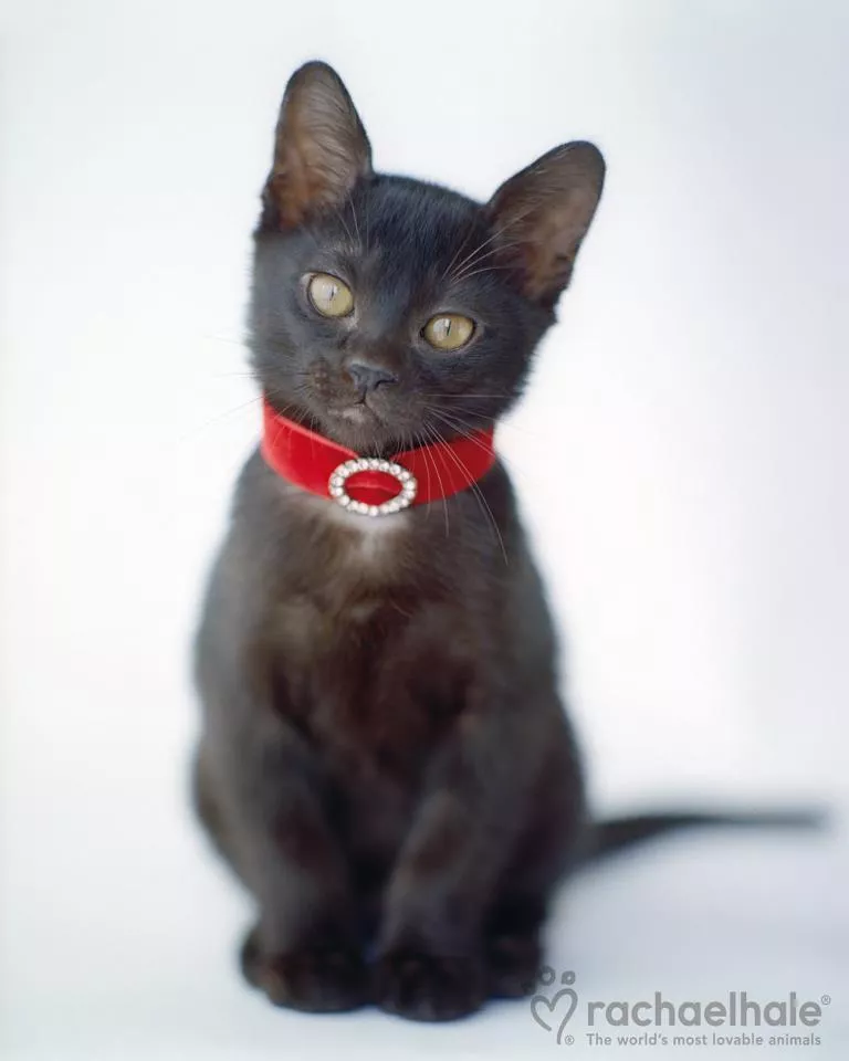 Пушистый мир Rachael Hale