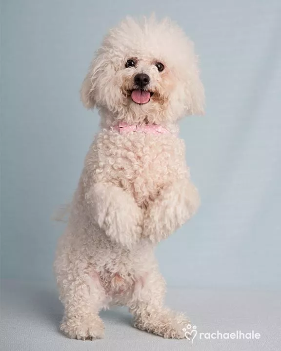 Пушистый мир Rachael Hale