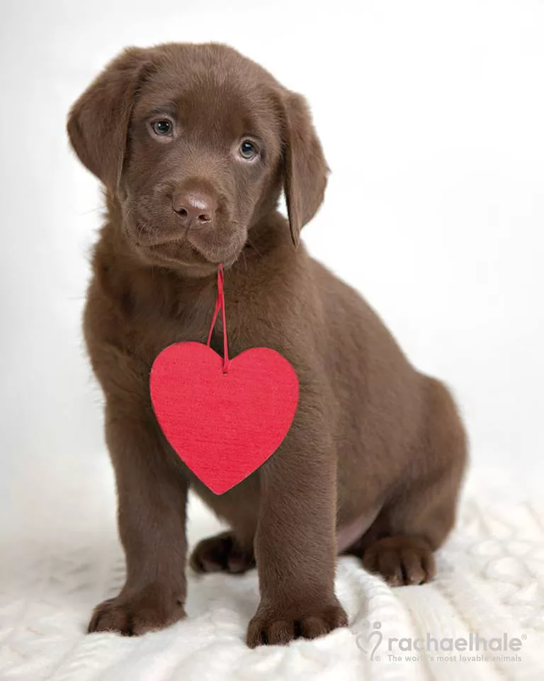 Пушистый мир Rachael Hale