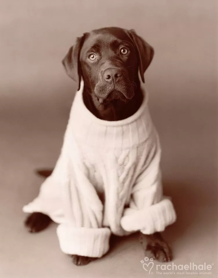 Пушистый мир Rachael Hale