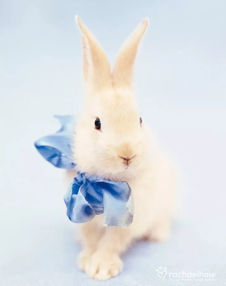 Пушистый мир Rachael Hale