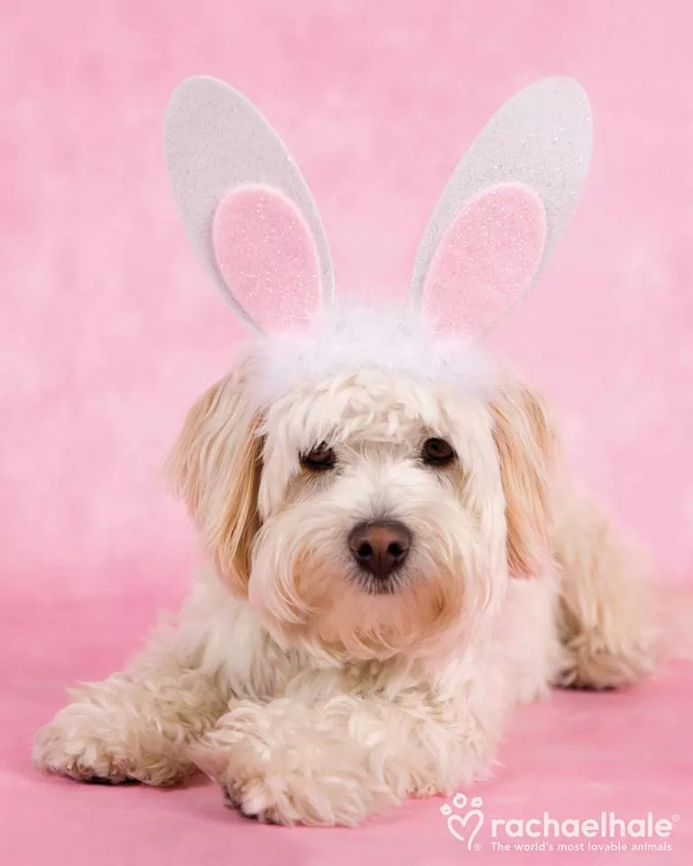 Пушистый мир Rachael Hale