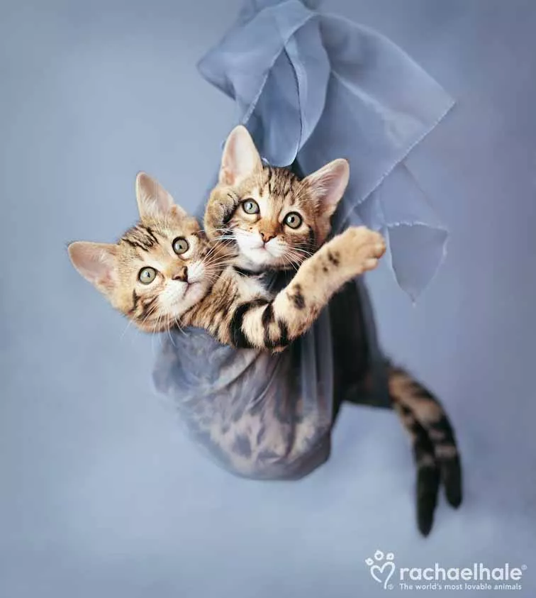 Пушистый мир Rachael Hale