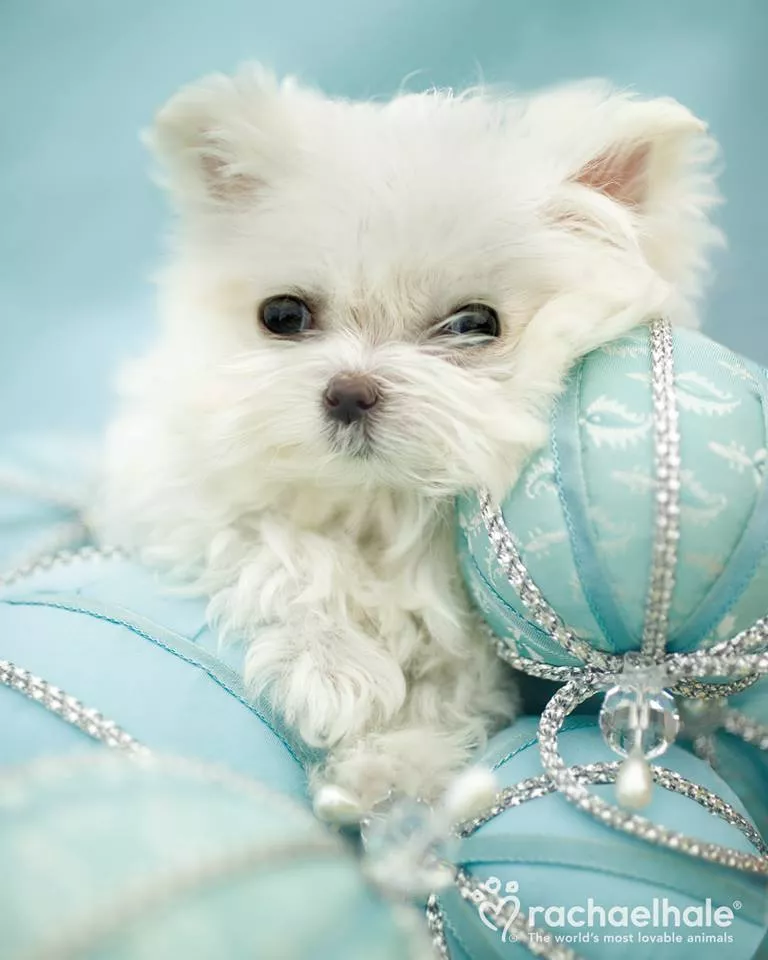 Пушистый мир Rachael Hale