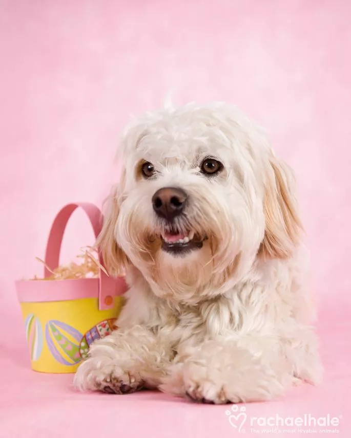 Пушистый мир Rachael Hale