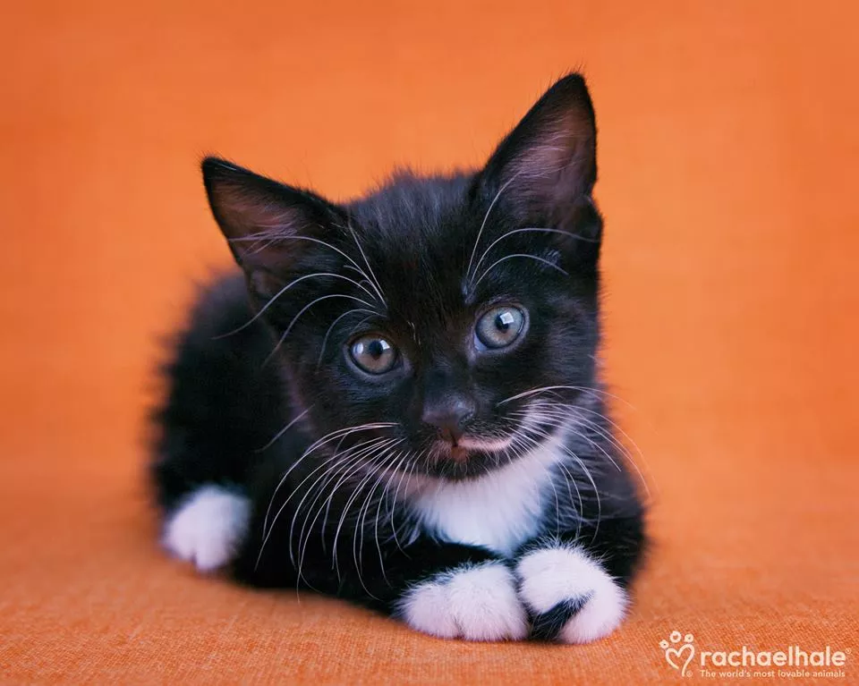 Пушистый мир Rachael Hale