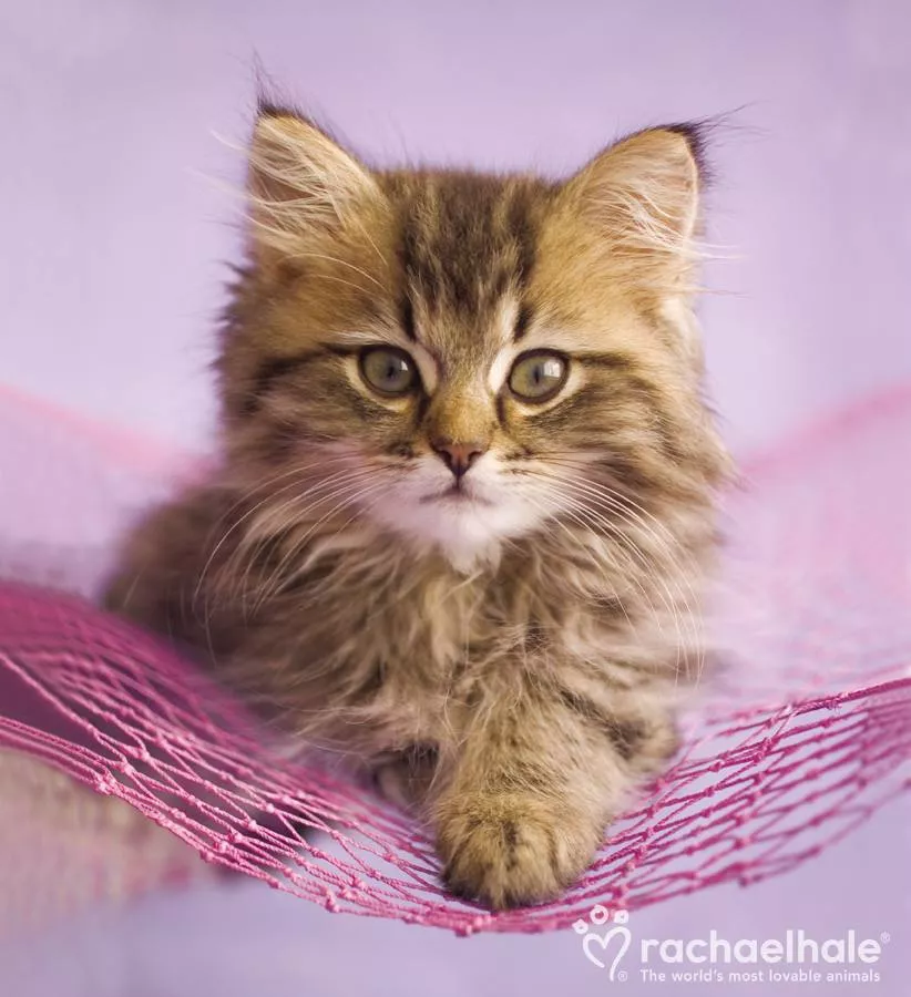 Пушистый мир Rachael Hale