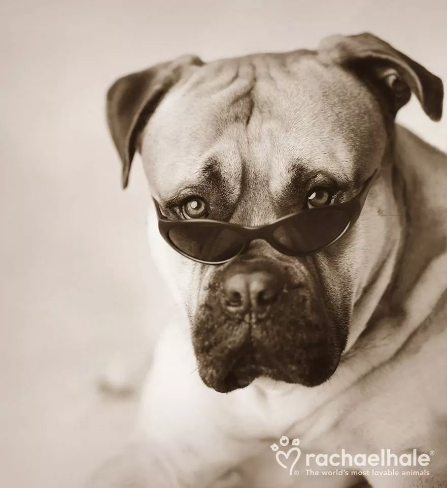 Пушистый мир Rachael Hale