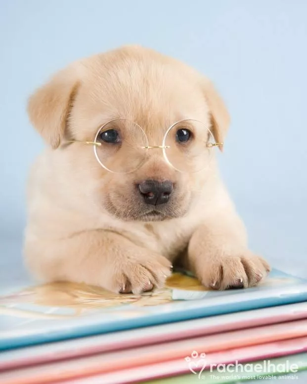 Пушистый мир Rachael Hale