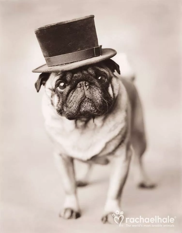 Пушистый мир Rachael Hale