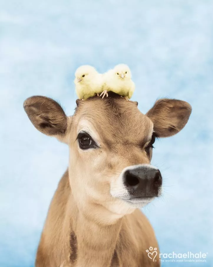 Пушистый мир Rachael Hale