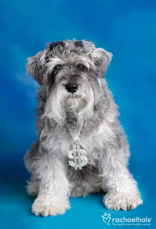 Пушистый мир Rachael Hale