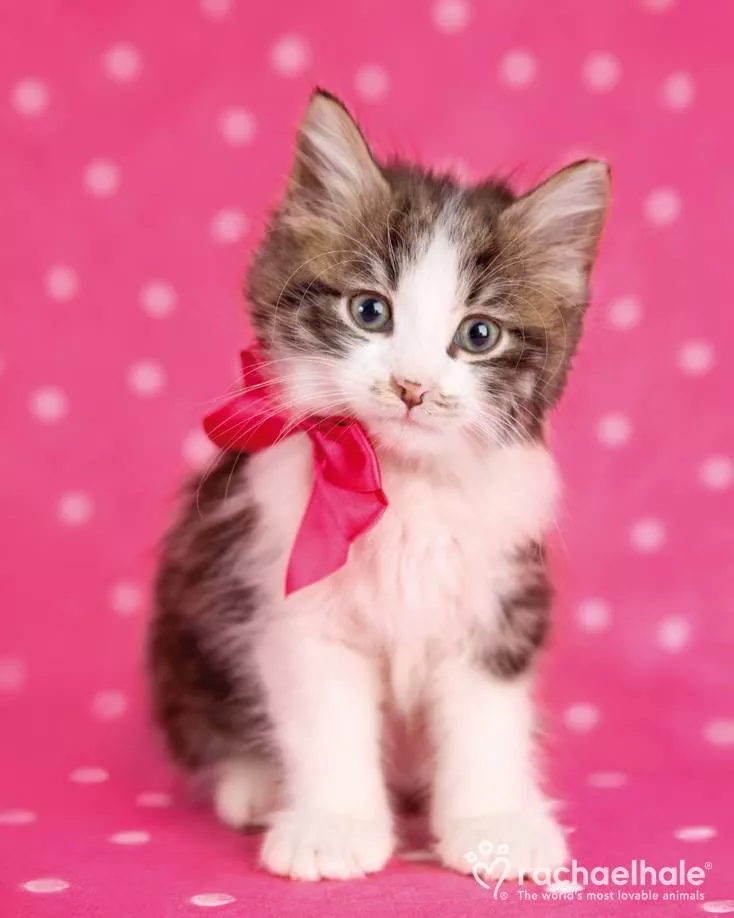 Пушистый мир Rachael Hale