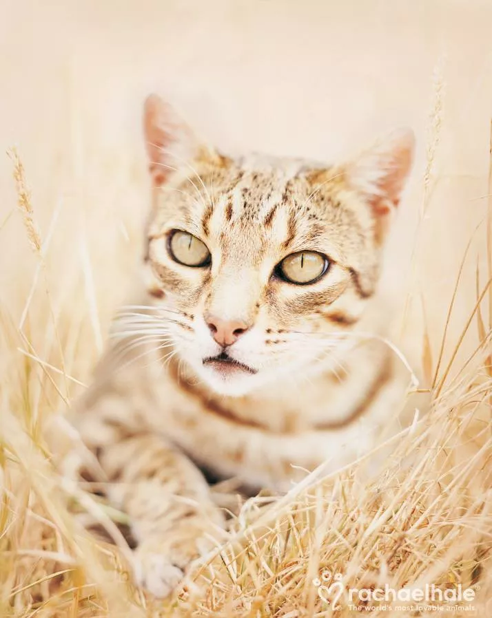 Пушистый мир Rachael Hale