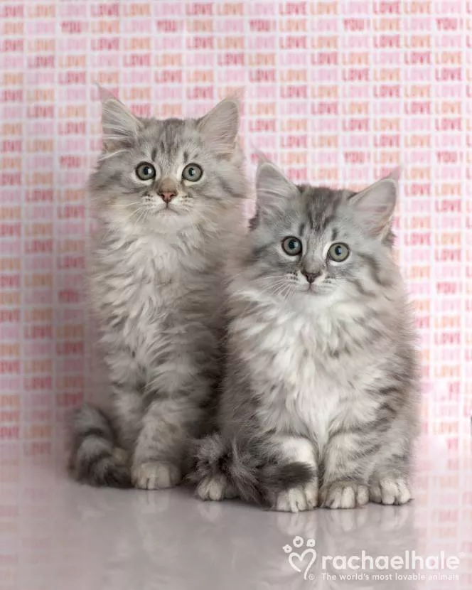 Пушистый мир Rachael Hale