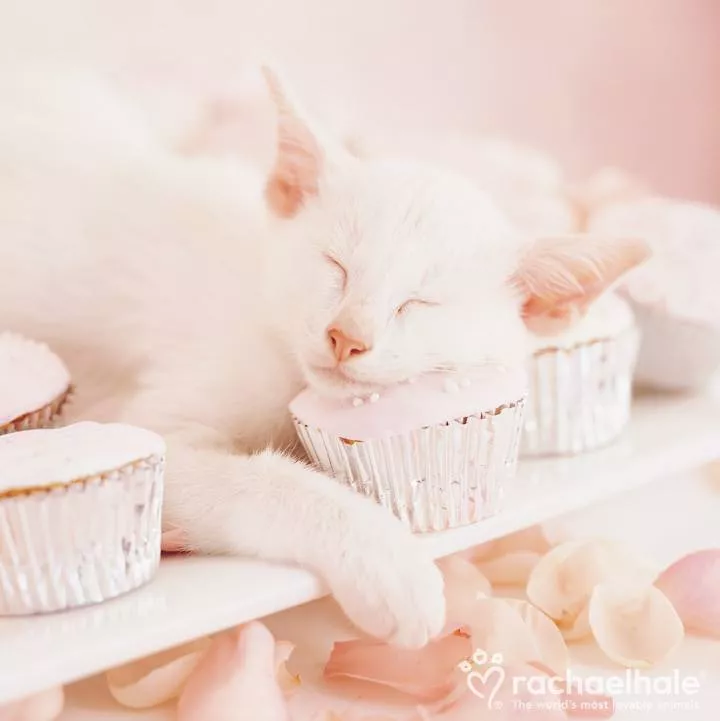 Пушистый мир Rachael Hale