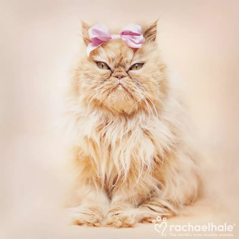 Пушистый мир Rachael Hale