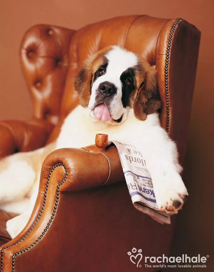 Пушистый мир Rachael Hale