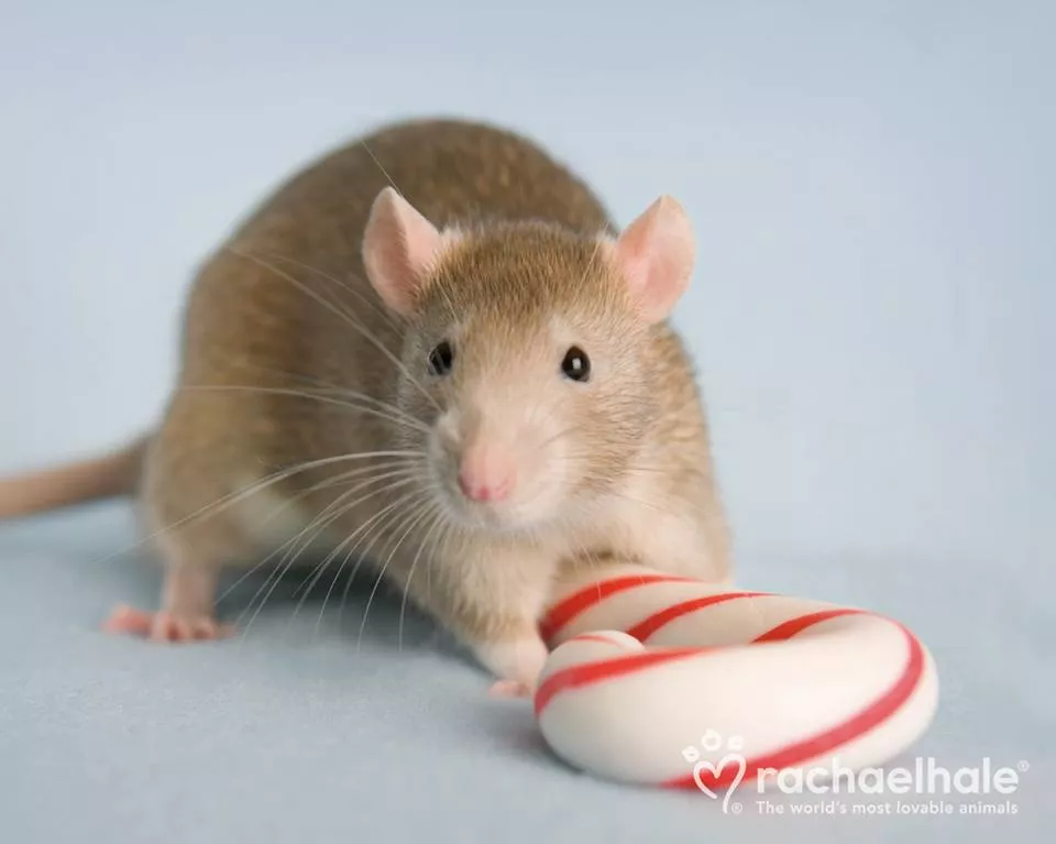 Пушистый мир Rachael Hale