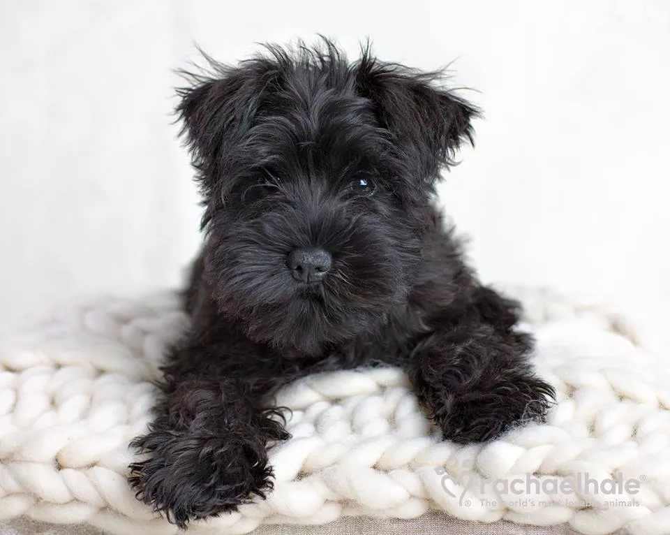 Пушистый мир Rachael Hale