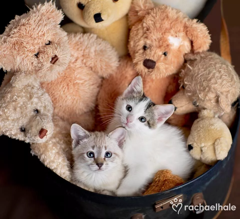 Пушистый мир Rachael Hale