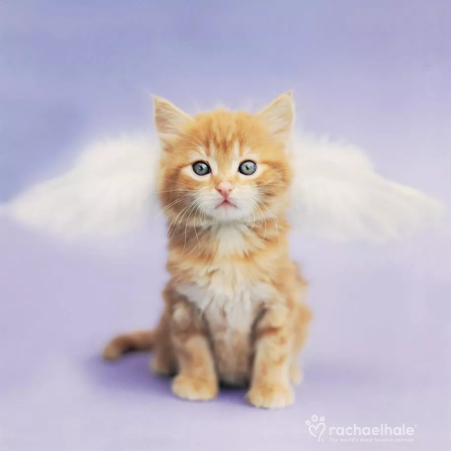 Пушистый мир Rachael Hale