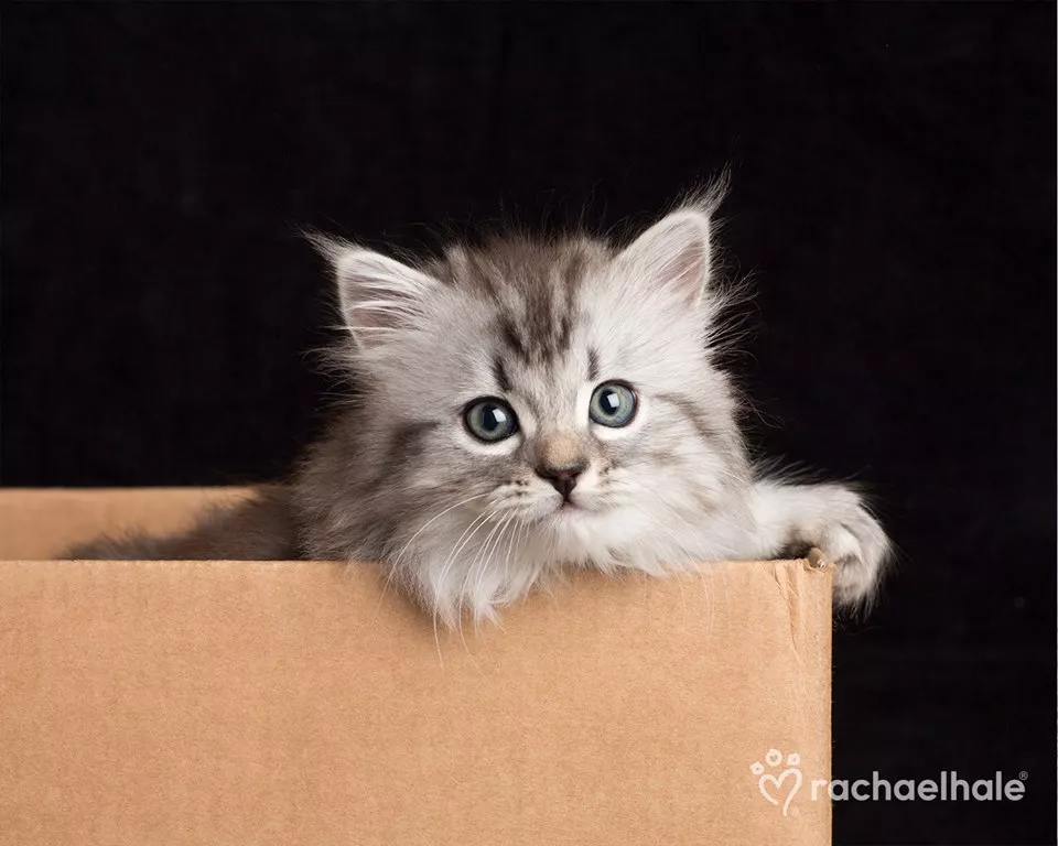 Пушистый мир Rachael Hale