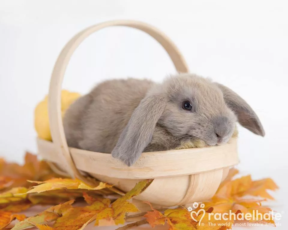 Пушистый мир Rachael Hale