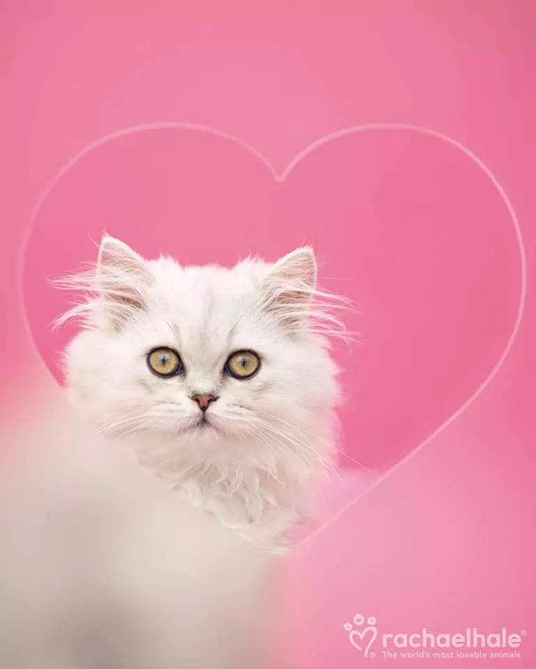 Пушистый мир Rachael Hale