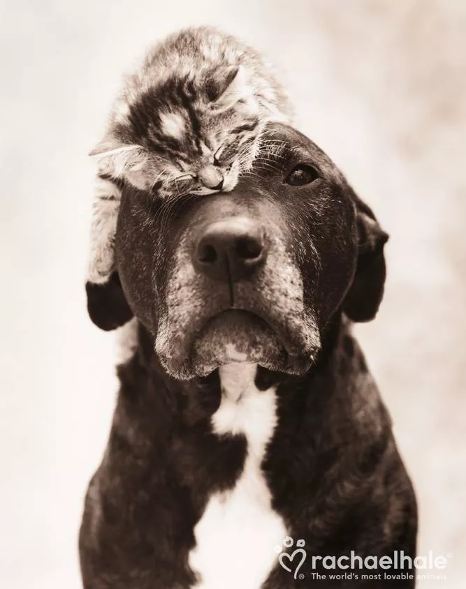 Пушистый мир Rachael Hale