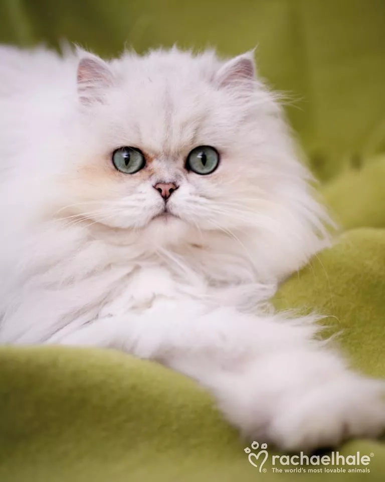 Пушистый мир Rachael Hale