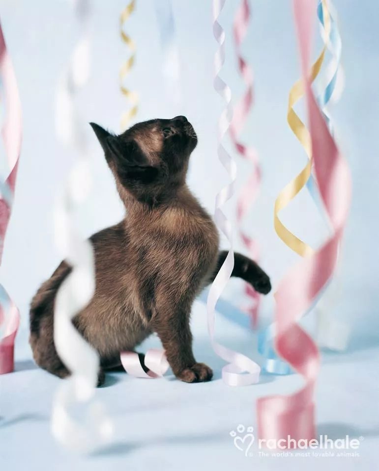 Пушистый мир Rachael Hale