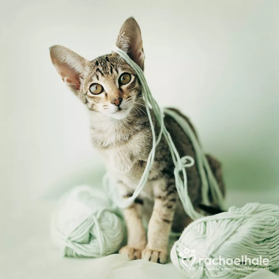 Пушистый мир Rachael Hale