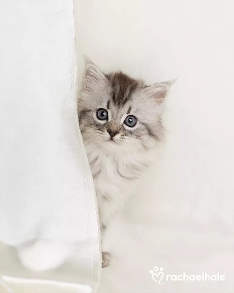 Пушистый мир Rachael Hale