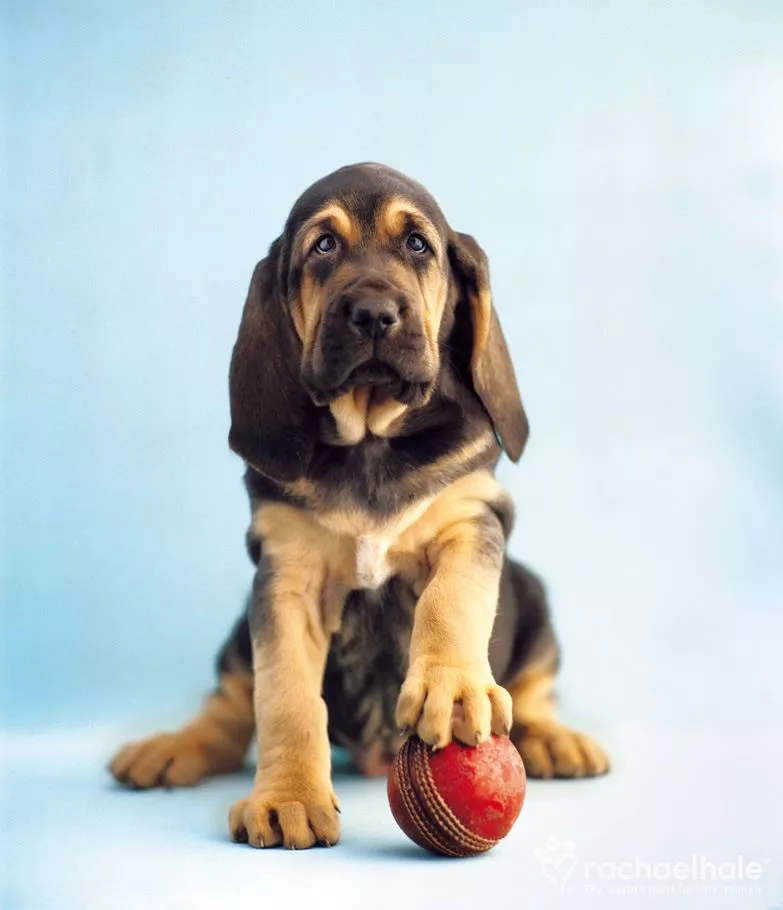 Пушистый мир Rachael Hale