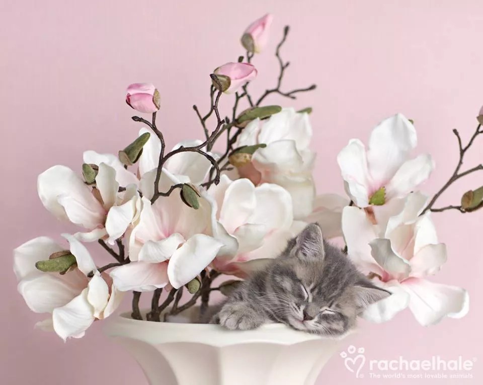 Пушистый мир Rachael Hale