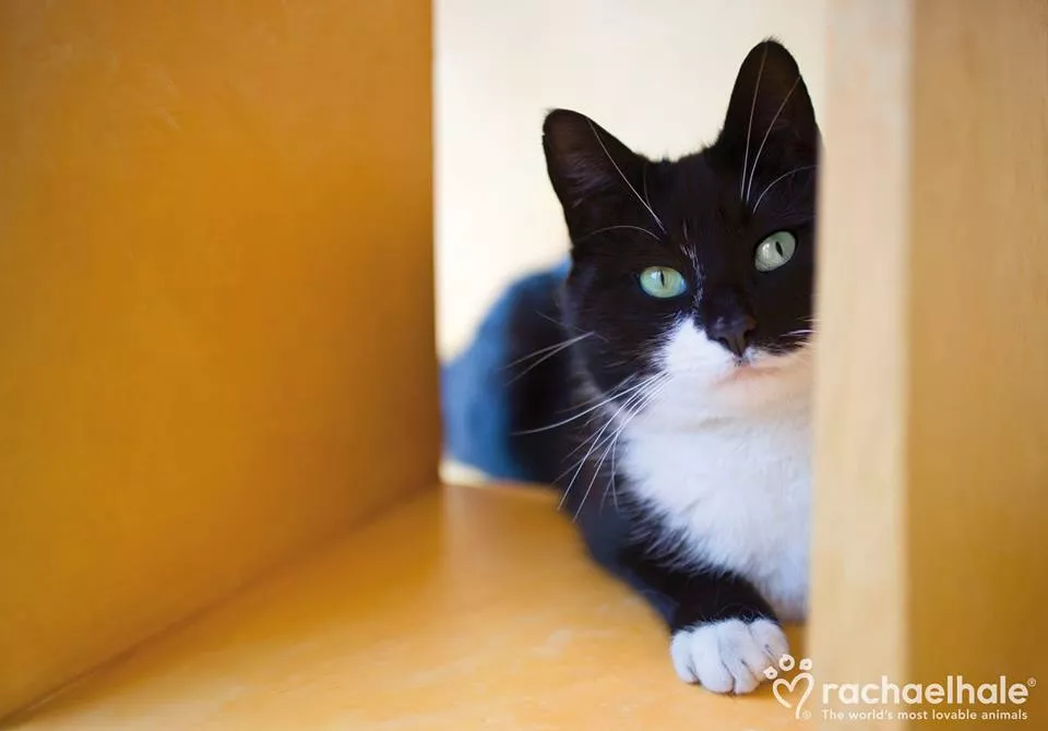 Пушистый мир Rachael Hale