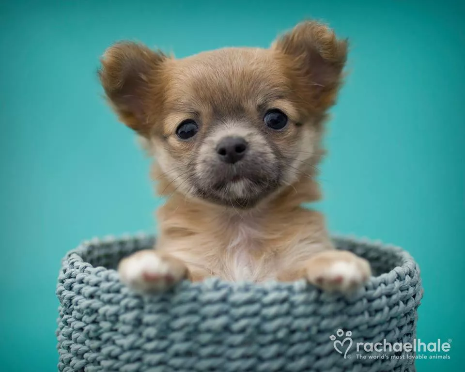 Пушистый мир Rachael Hale