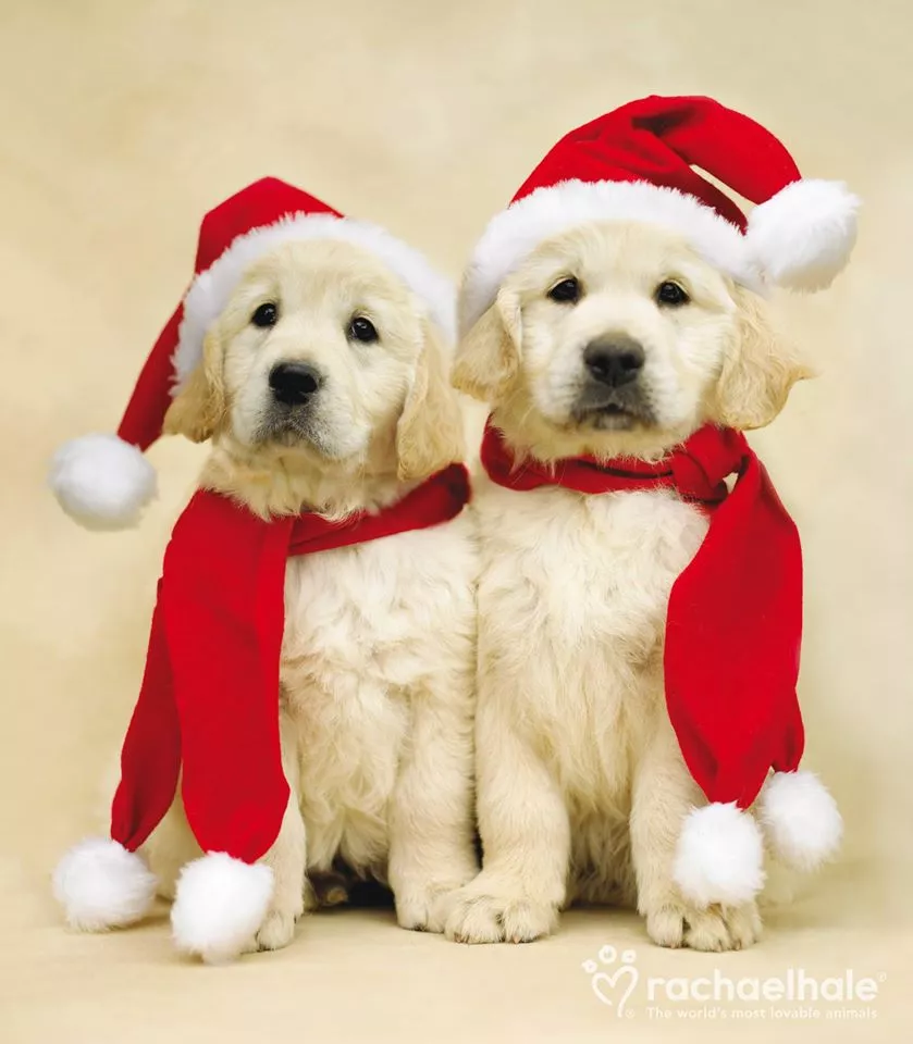 Пушистый мир Rachael Hale