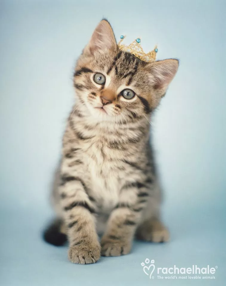 Пушистый мир Rachael Hale