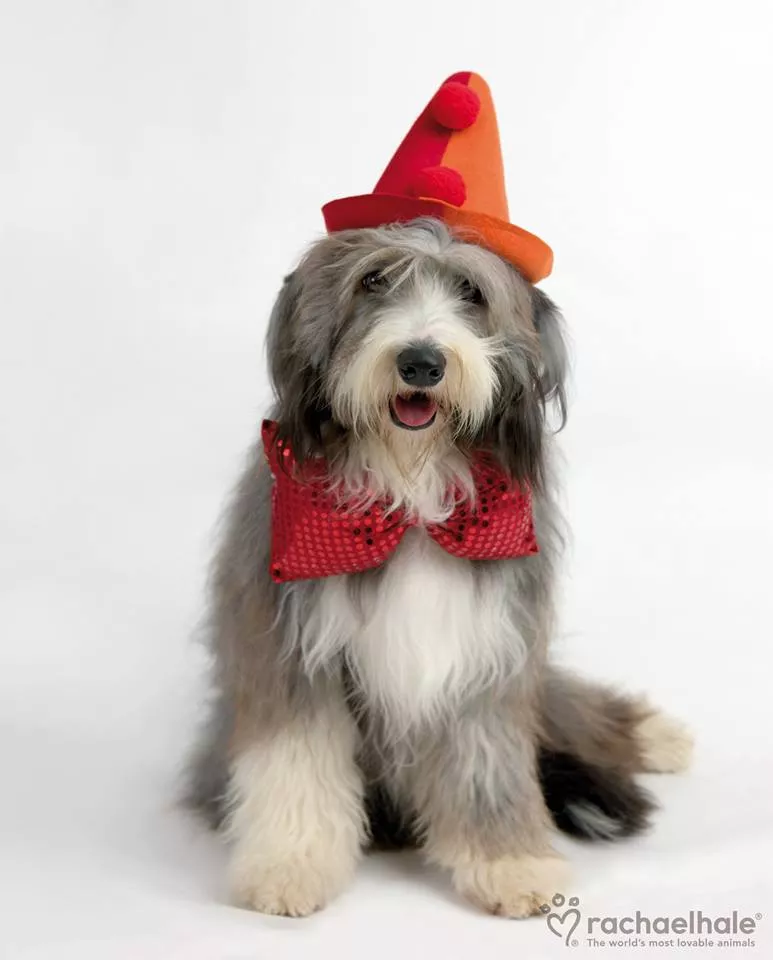 Пушистый мир Rachael Hale