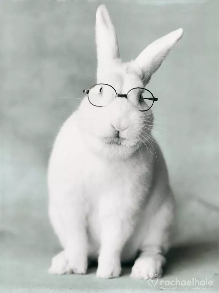 Пушистый мир Rachael Hale