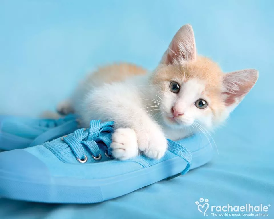 Пушистый мир Rachael Hale