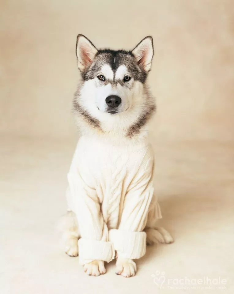 Пушистый мир Rachael Hale