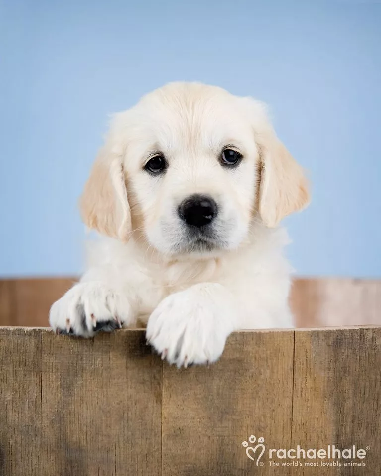 Пушистый мир Rachael Hale