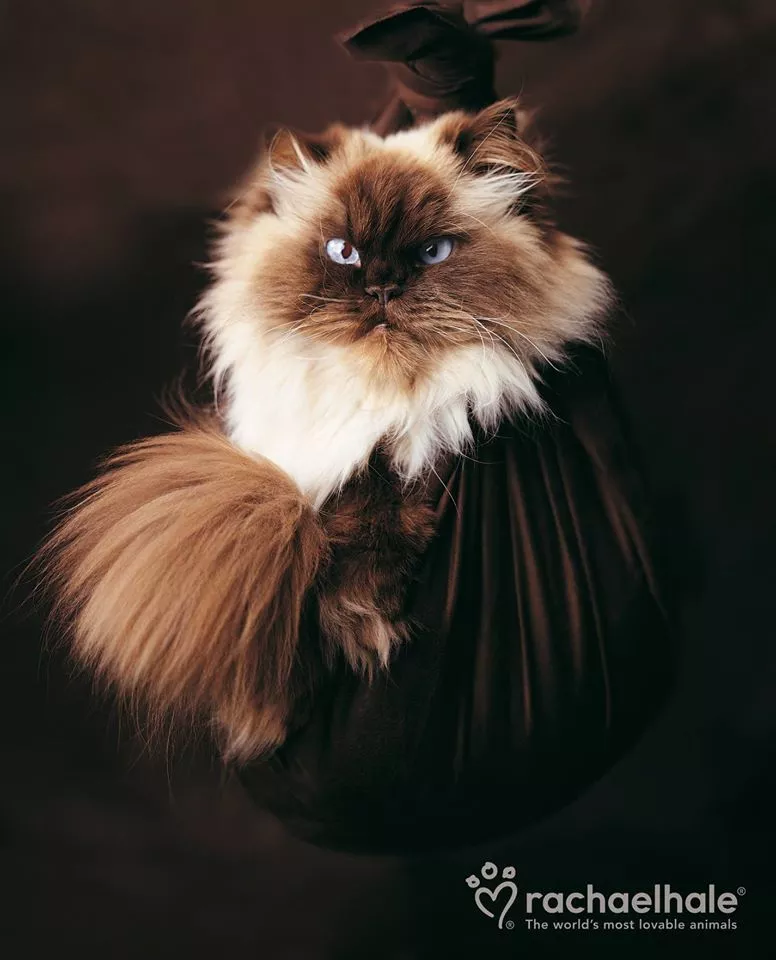 Пушистый мир Rachael Hale