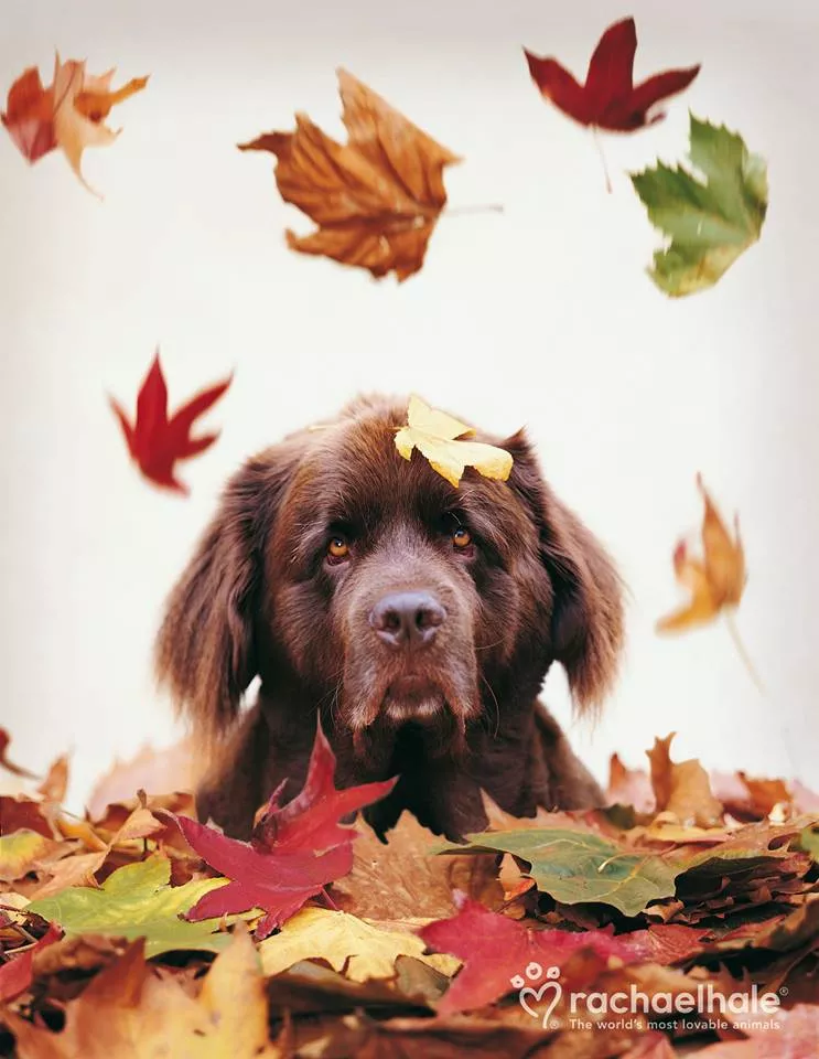 Пушистый мир Rachael Hale