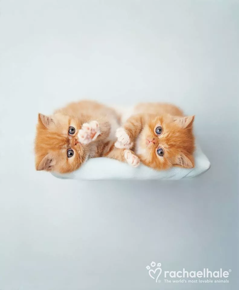 Пушистый мир Rachael Hale