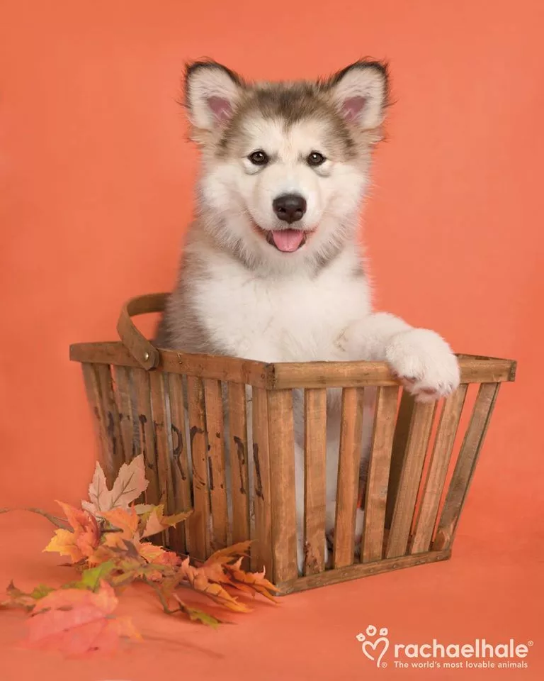 Пушистый мир Rachael Hale